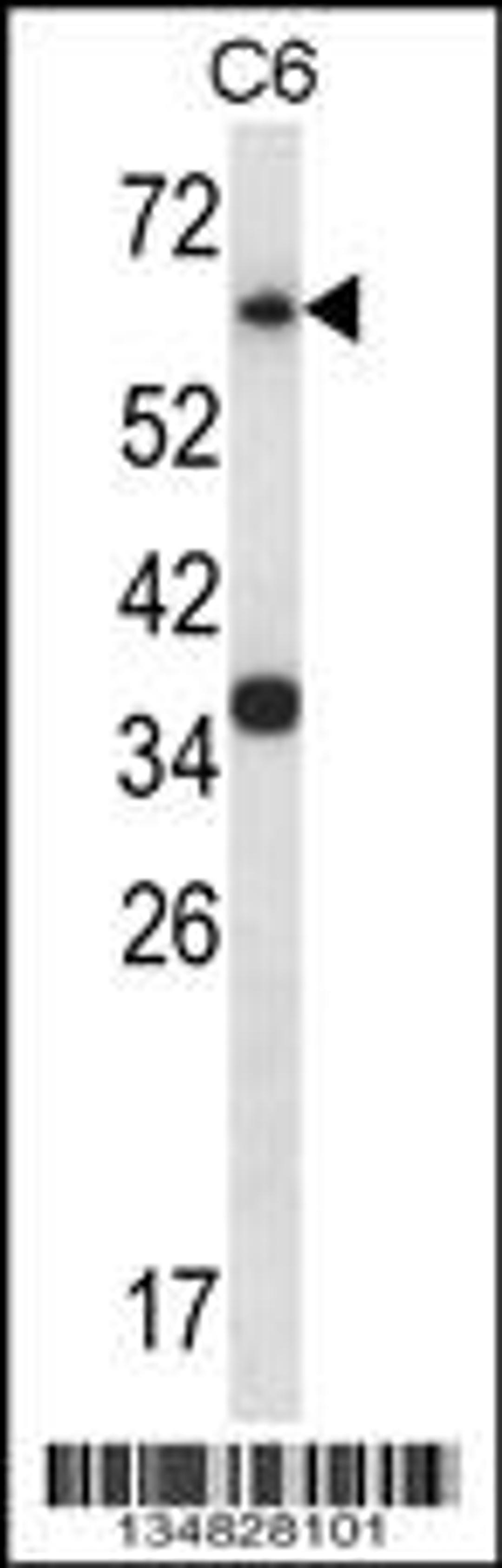 Western blot analysis in C6 cell line lysates (35ug/lane).