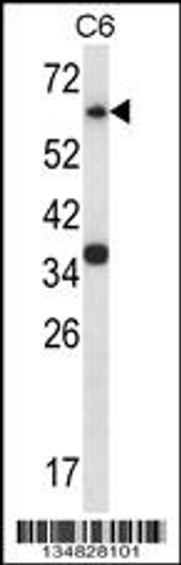 Western blot analysis in C6 cell line lysates (35ug/lane).