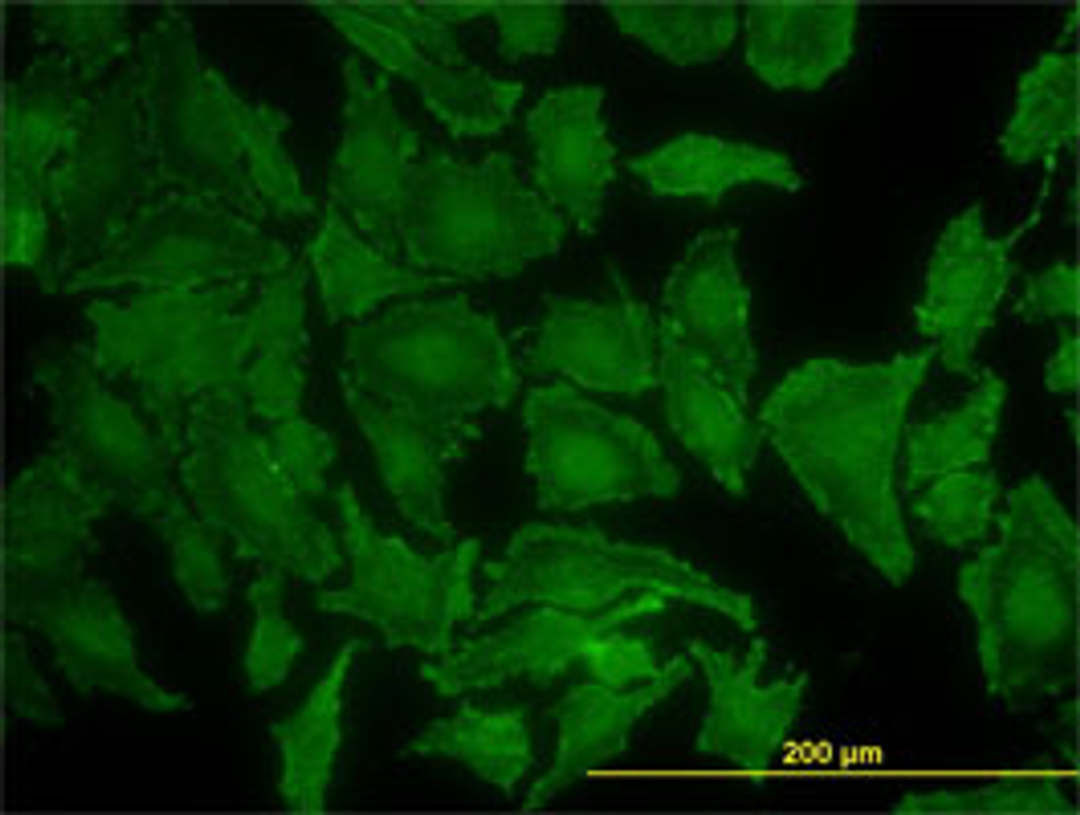 Immunofluorescence showing KRAS in HeLa cells using Mouse anti Human KRAS:Azide Free (MCA3223Z)