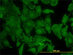 Immunofluorescence showing KRAS in HeLa cells using Mouse anti Human KRAS:Azide Free (MCA3223Z)