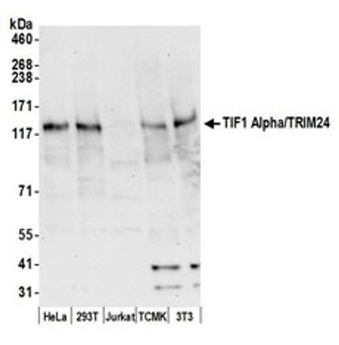 Detection of human and mouse TIF1 Alpha/TRIM24 by western blot.