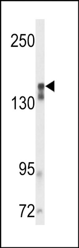 Western blot analysis of VGFR2 Antibody in mouse cerebellum tissue lysates (35ug/lane)