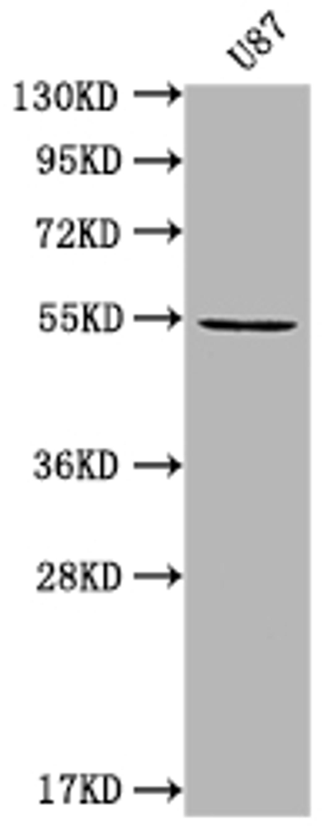 Western Blot. Positive WB detected in: U87 whole cell lysate. All lanes: MROH8 antibody at 1:2000. Secondary. Goat polyclonal to rabbit IgG at 1/50000 dilution. Predicted band size: 55, 100 kDa. Observed band size: 55 kDa. 