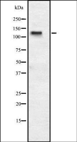 Western blot analysis of HEK293 cells using ASPP1 antibody