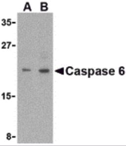 Western blot analysis of Caspase-6 in MCF7 cell lysate with Caspase-6 antibody (IN) at (A) 1 and (B) 2 &#956;g/mL. 