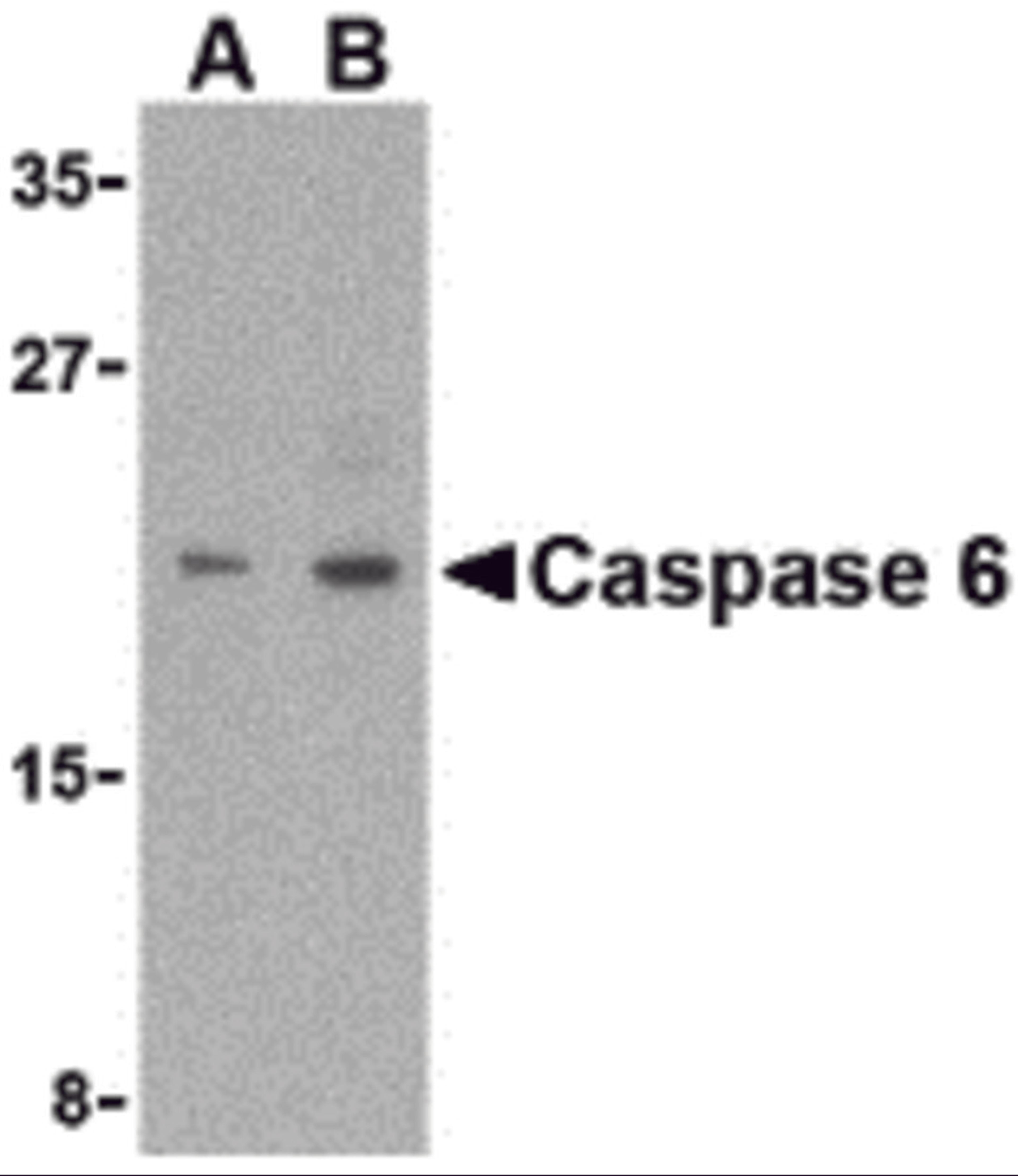 Western blot analysis of Caspase-6 in MCF7 cell lysate with Caspase-6 antibody (IN) at (A) 1 and (B) 2 μg/mL.