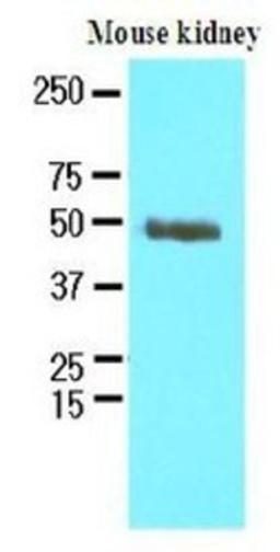 Western Blot: PSMD11 Antibody (AT1F4) [NBP1-30252] - The extracts of mouse kidney (60ug) were resolved by SDS-PAGE, transferred to NC membrane and probed with anti-human PSMD11 (1:250). Proteins were visualized using a goat anti-mouse secondary antibody conjugated to HRP and an ECL detection system.