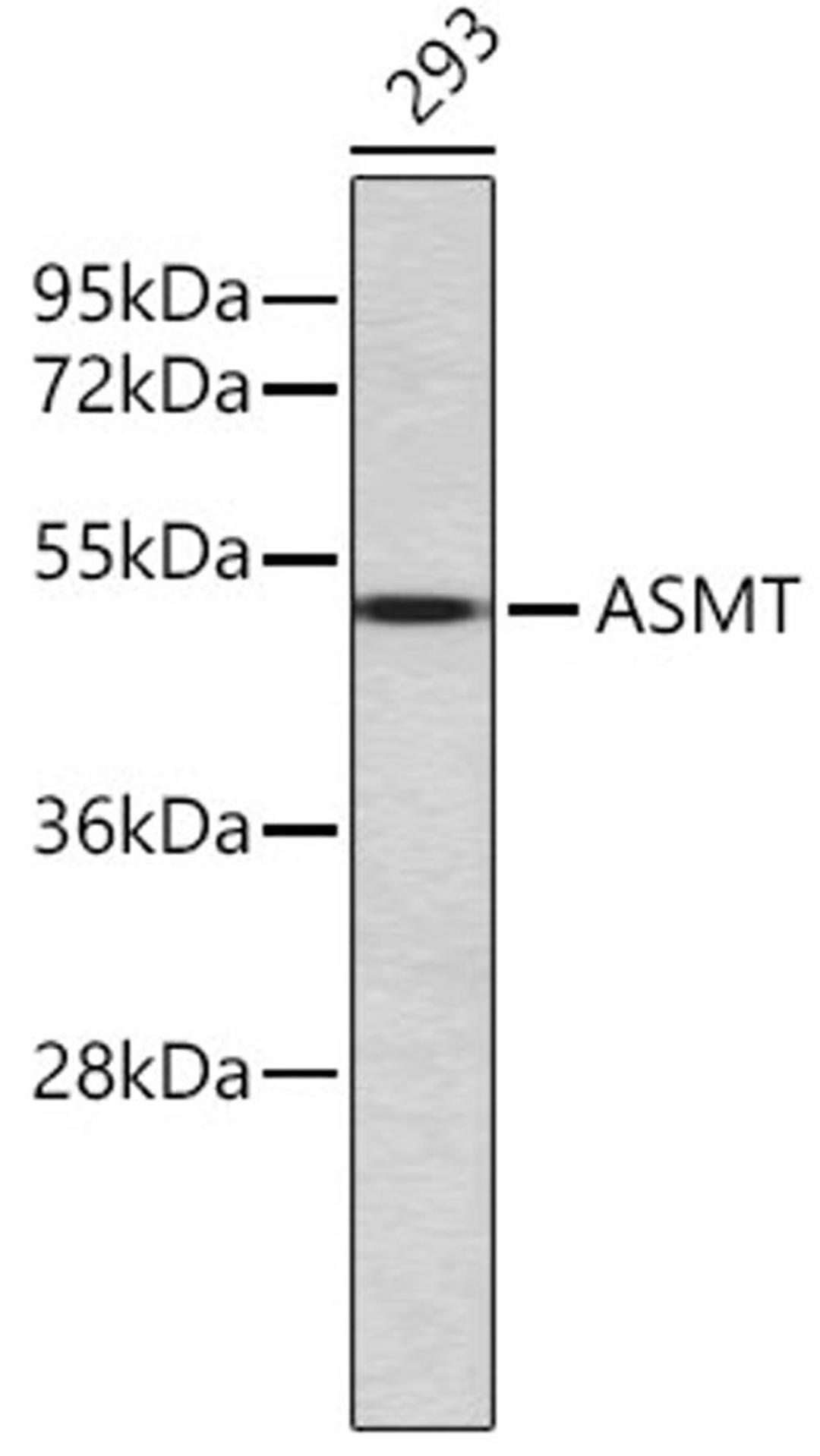 Western blot - ASMT antibody (A11840)