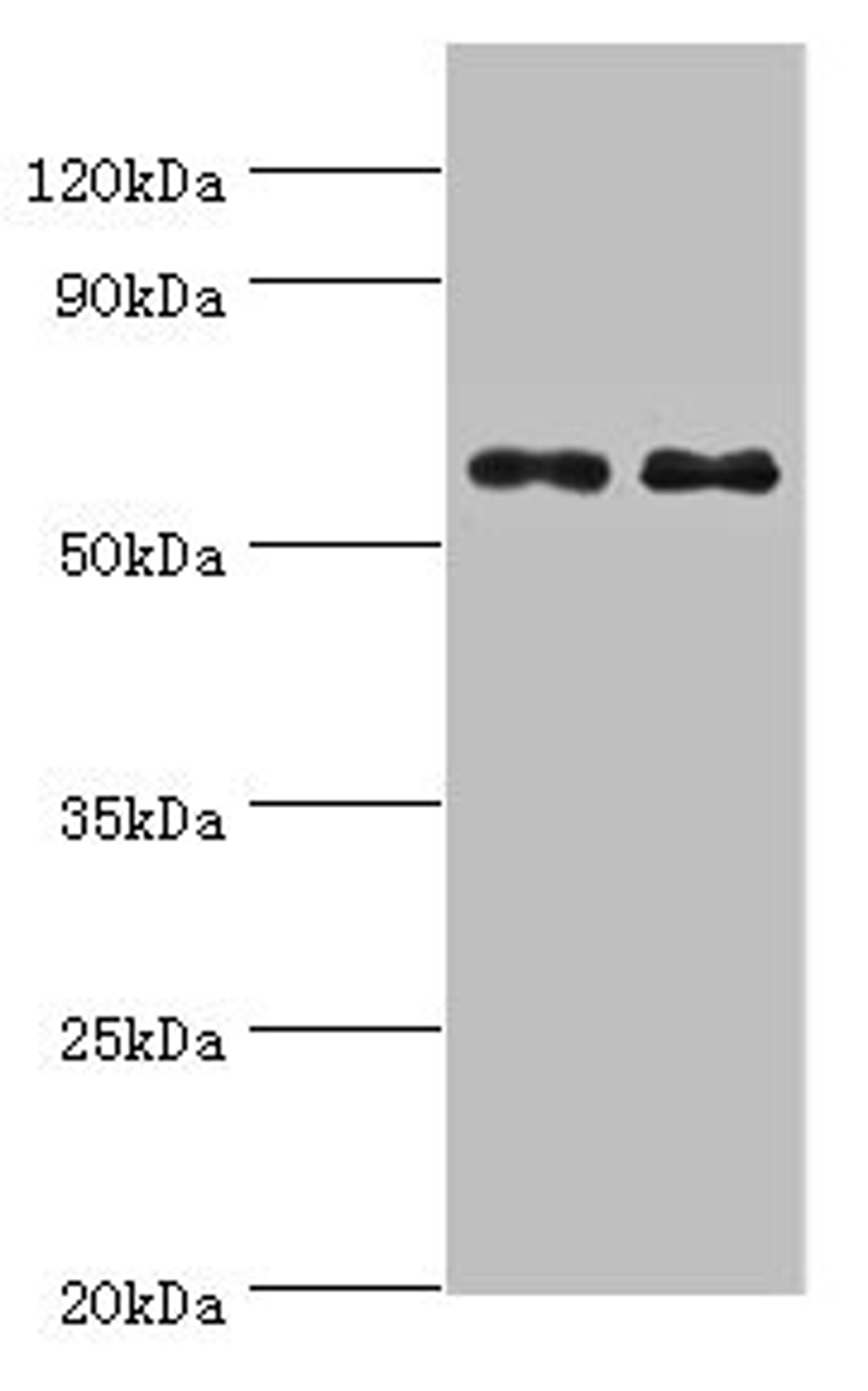 Western blot. All lanes: NELFCD antibody at 8ug/ml. Lane 1: Jurkat whole cell lysate. Lane 2: Hela whole cell lysate. Secondary. Goat polyclonal to rabbit IgG at 1/10000 dilution. Predicted band size: 67, 23, 66 kDa. Observed band size: 67 kDa. 