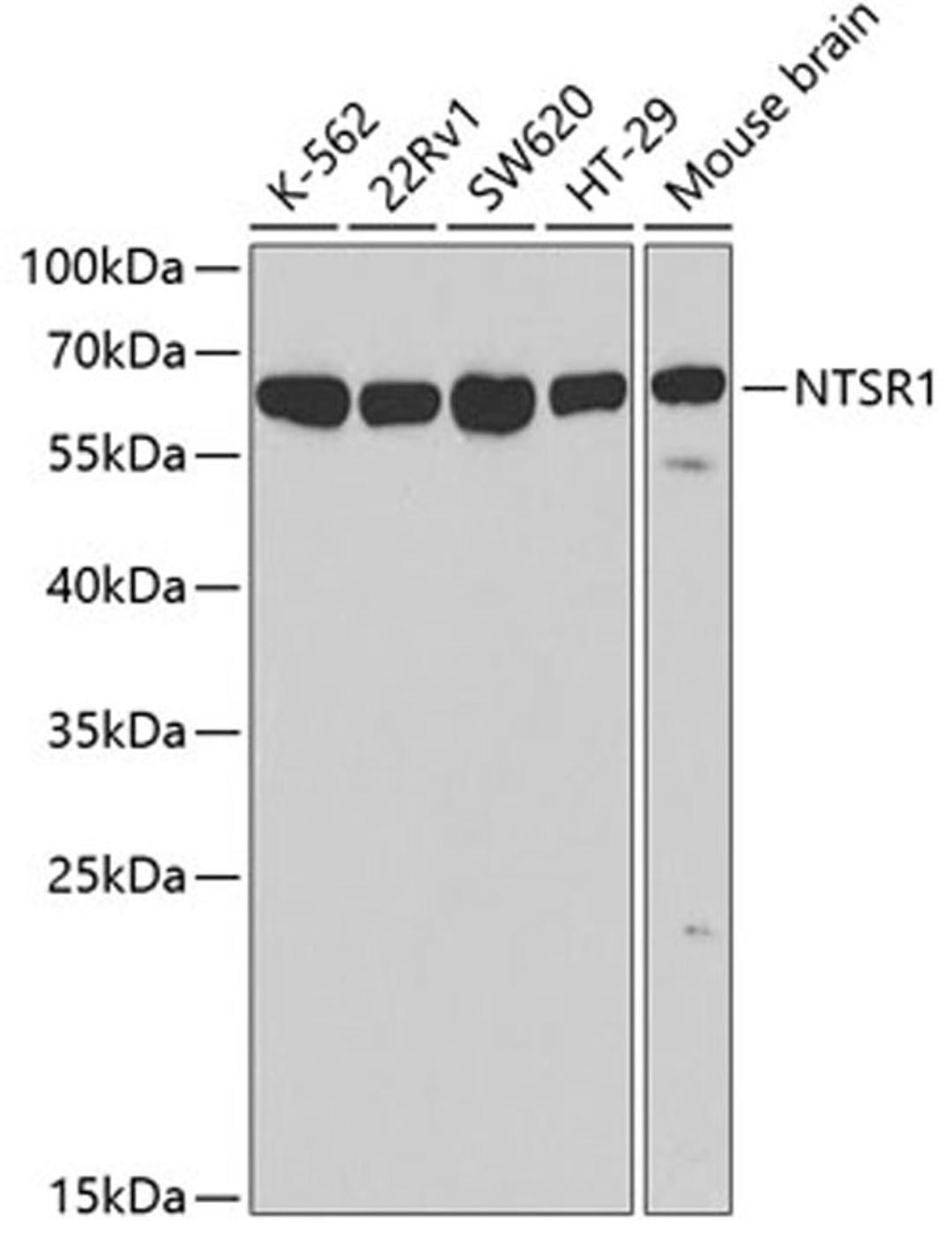Western blot - NTSR1 antibody (A3054)