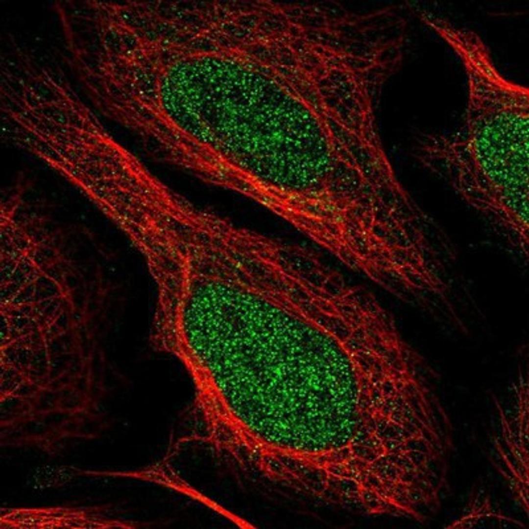 Immunocytochemistry/Immunofluorescence: POLDIP1 Antibody [NBP2-14147] Staining of human cell line U-2 OS shows positivity in nucleus.