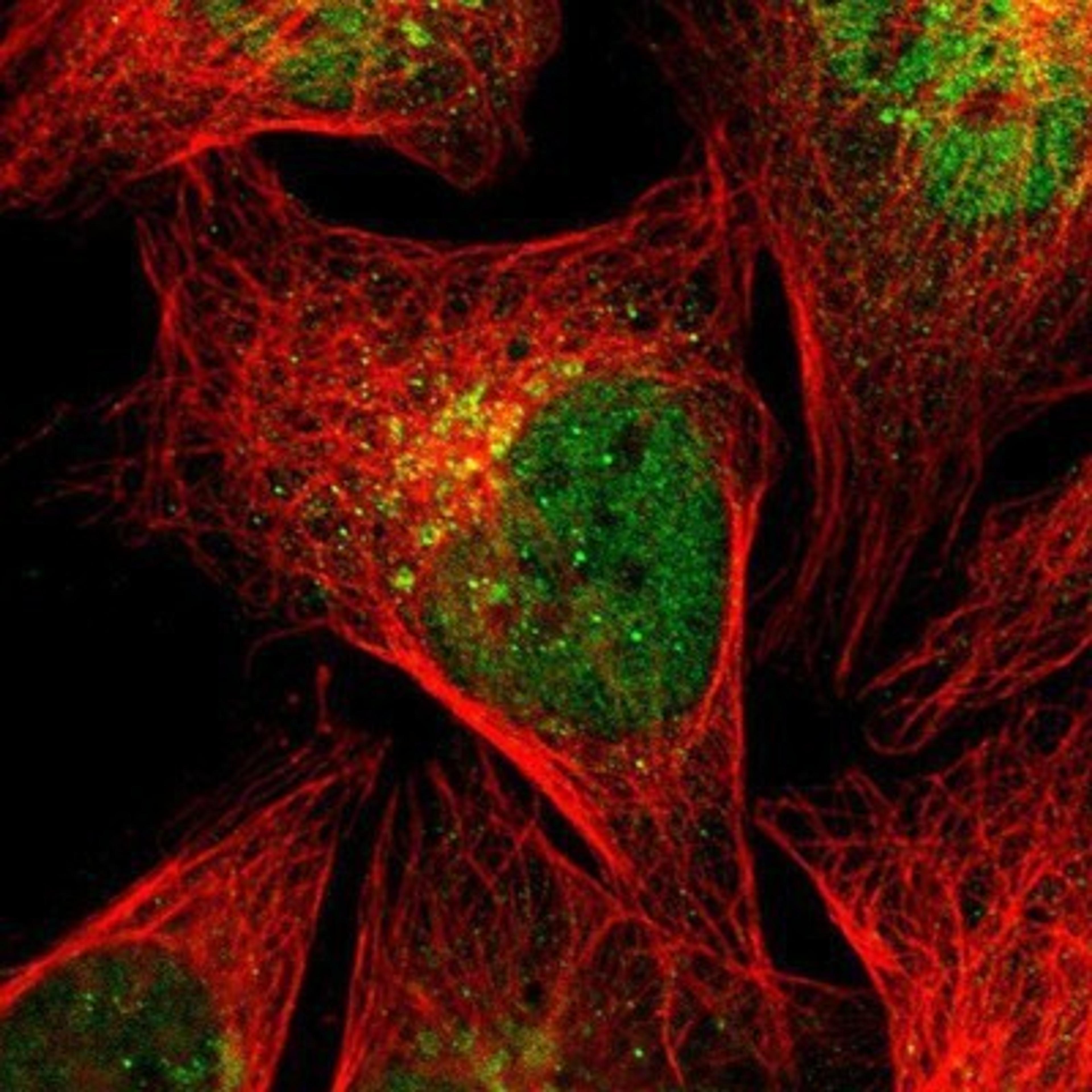 Immunocytochemistry/Immunofluorescence: Syntaxin 5 Antibody [NBP1-80771] - Staining of human cell line U-2 OS shows positivity in nucleus but not nucleoli & golgi apparatus.