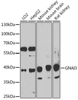 Western blot - GNAI3 antibody (A15674)