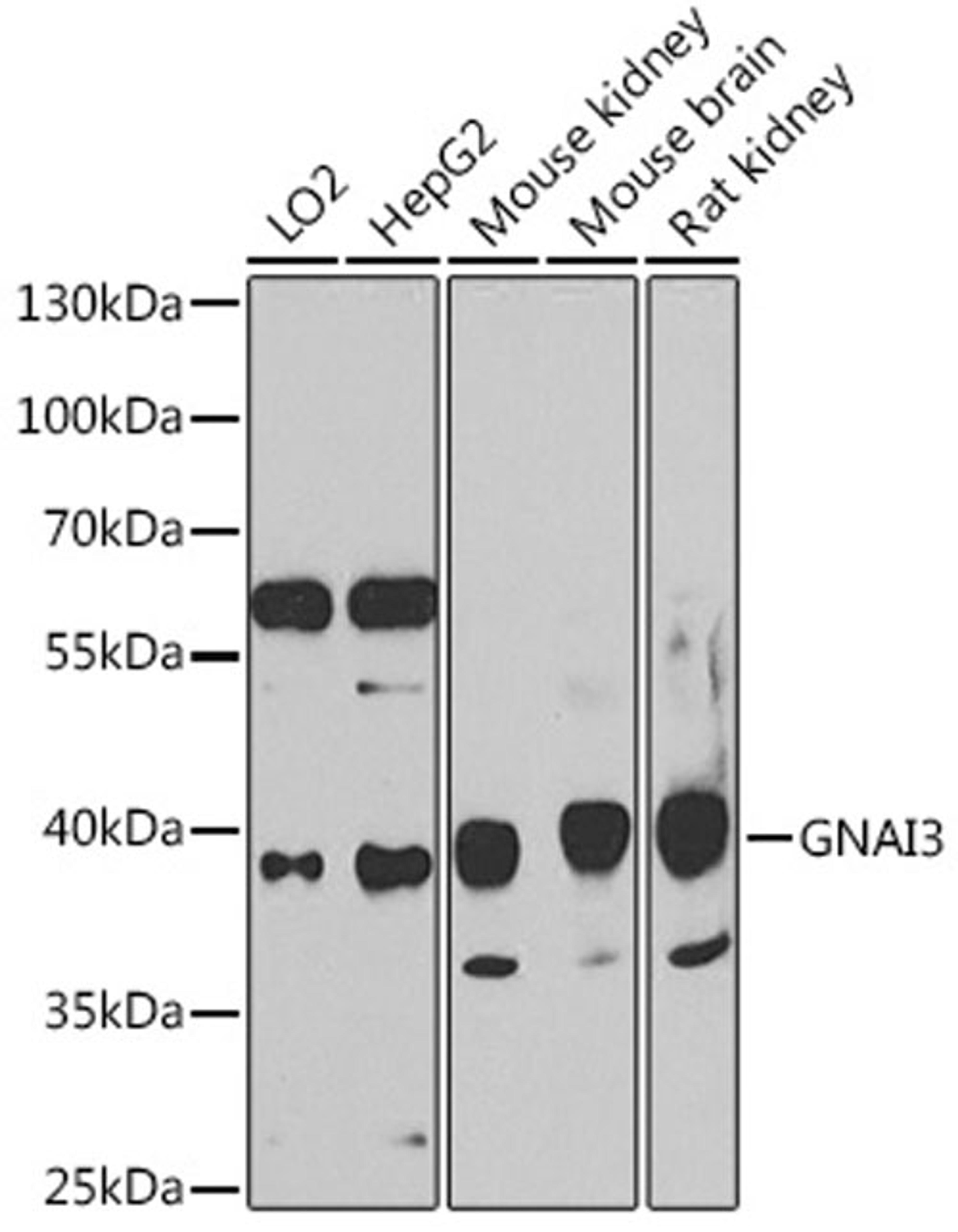 Western blot - GNAI3 antibody (A15674)