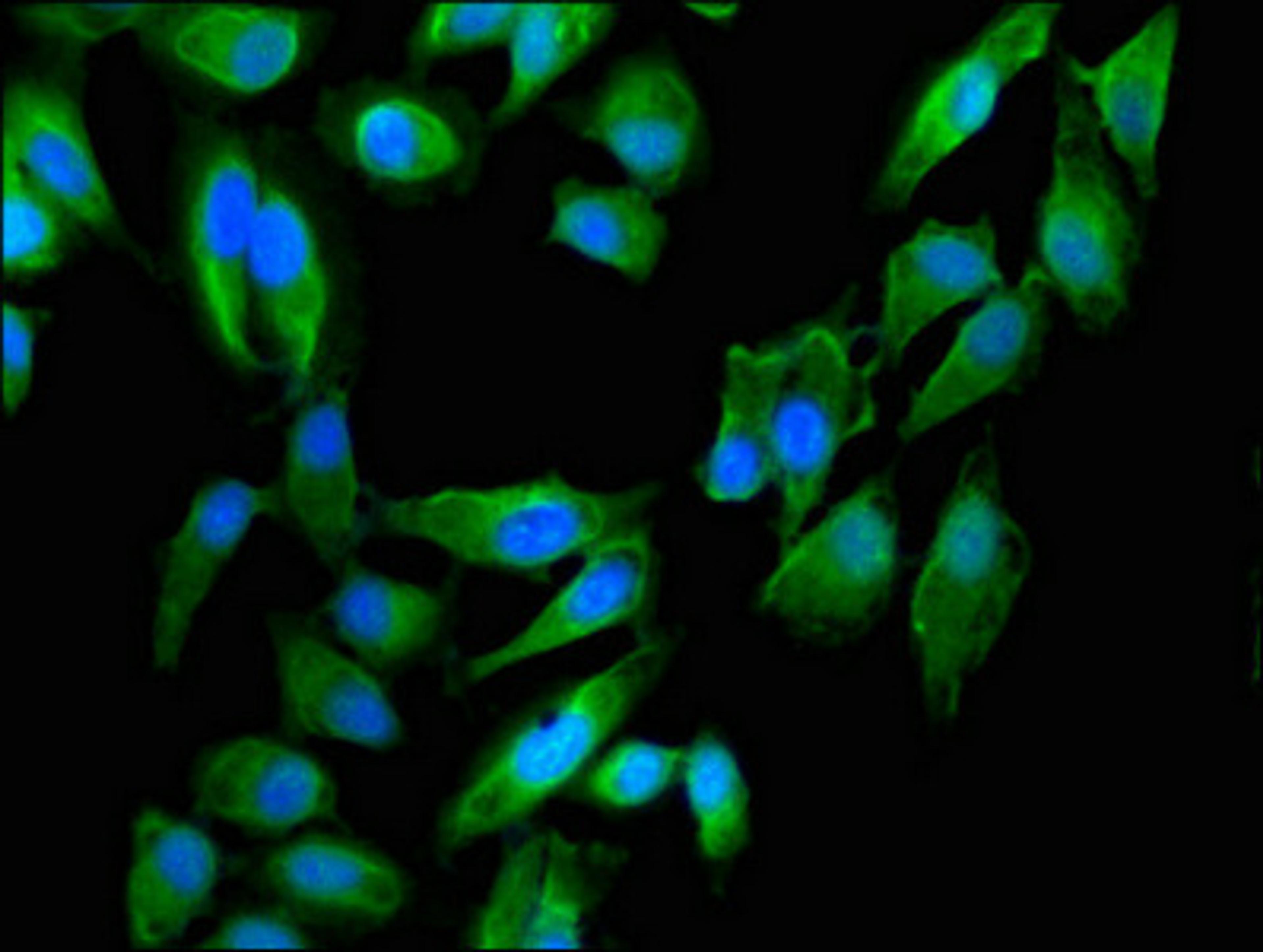 Immunofluorescent analysis of Hela cells using CSB-PA17019A0Rb at dilution of 1:100 and Alexa Fluor 488-congugated AffiniPure Goat Anti-Rabbit IgG(H+L)