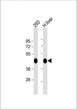 Western Blot at 1:1000 dilution Lane 1: 293 whole cell lysate Lane 2: human liver lysate Lysates/proteins at 20 ug per lane.