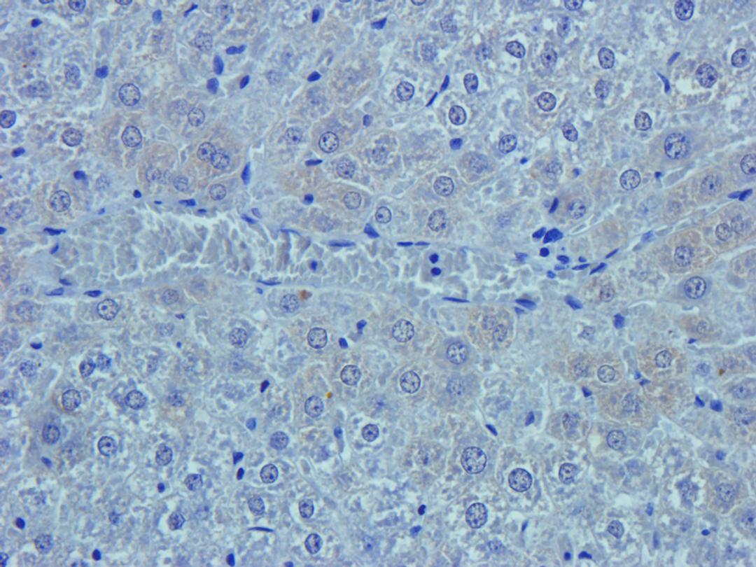 Immunohistochemical staining of rat liver tissue using Emp1 antibody (2.5 ug/ml)