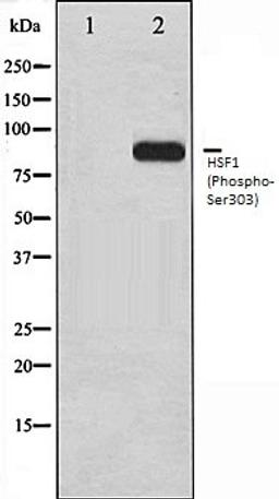 Western blot analysis of MCF7 whole cell lysates using HSF1 (Phospho-Ser303) antibody, The lane on the left is treated with the antigen-specific peptide.