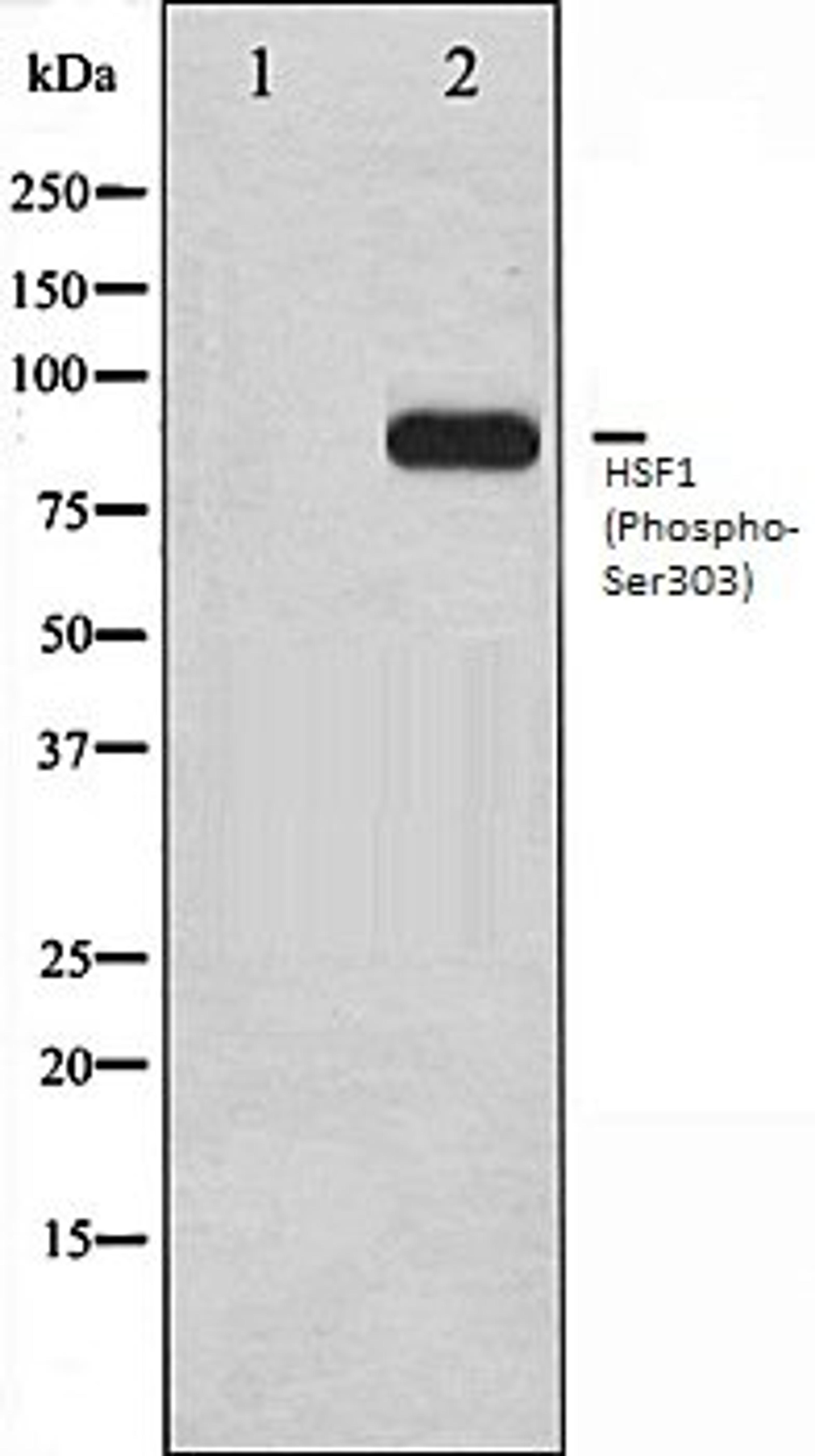 Western blot analysis of MCF7 whole cell lysates using HSF1 (Phospho-Ser303) antibody, The lane on the left is treated with the antigen-specific peptide.