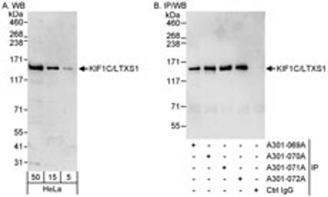 Detection of human KIF1C/LTXS1 by western blot and immunoprecipitation.