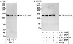 Detection of human KIF1C/LTXS1 by western blot and immunoprecipitation.