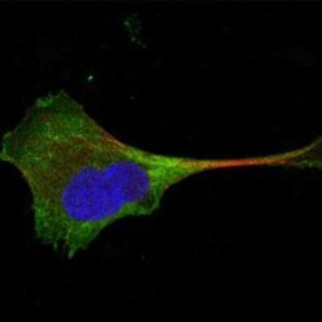 Immunocytochemistry/Immunofluorescence: Wnt-10b Antibody (5A7) [NBP1-47541] - Confocal immunofluorescence analysis of PANC-1 cells using anti-WNT10B mAb (green). Red: Actin filaments have been labeled with Alexa Fluor-555 phalloidin. Blue: DRAQ5 fluorescent DNA dye.