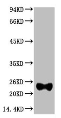 Western blot analysis of Reduced Rabbit IgG, H+L, diluted at 1:10000.