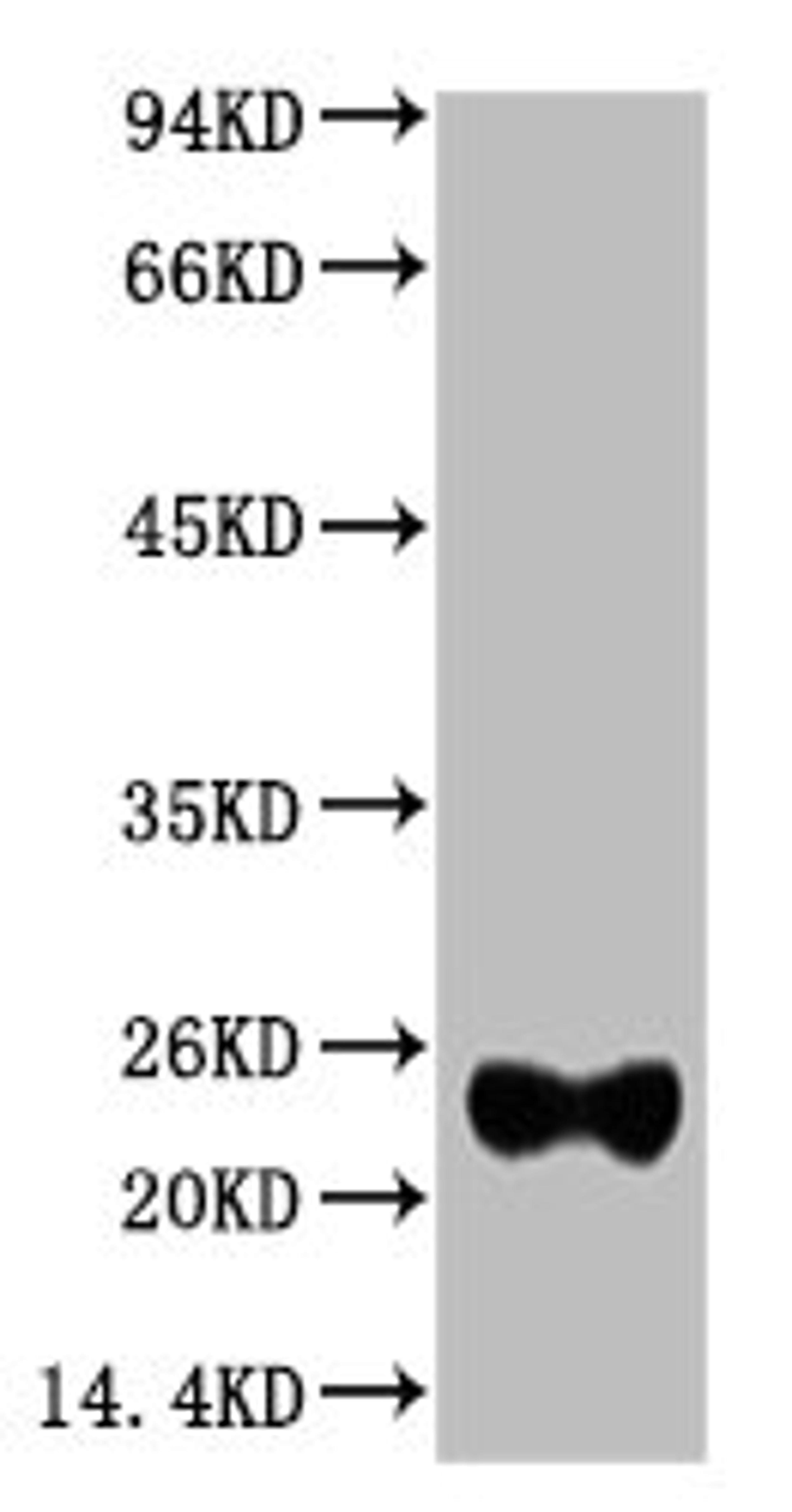 Western blot analysis of Reduced Rabbit IgG, H+L, diluted at 1:10000.