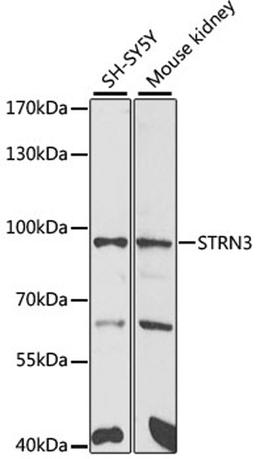 Western blot - STRN3 antibody (A6756)