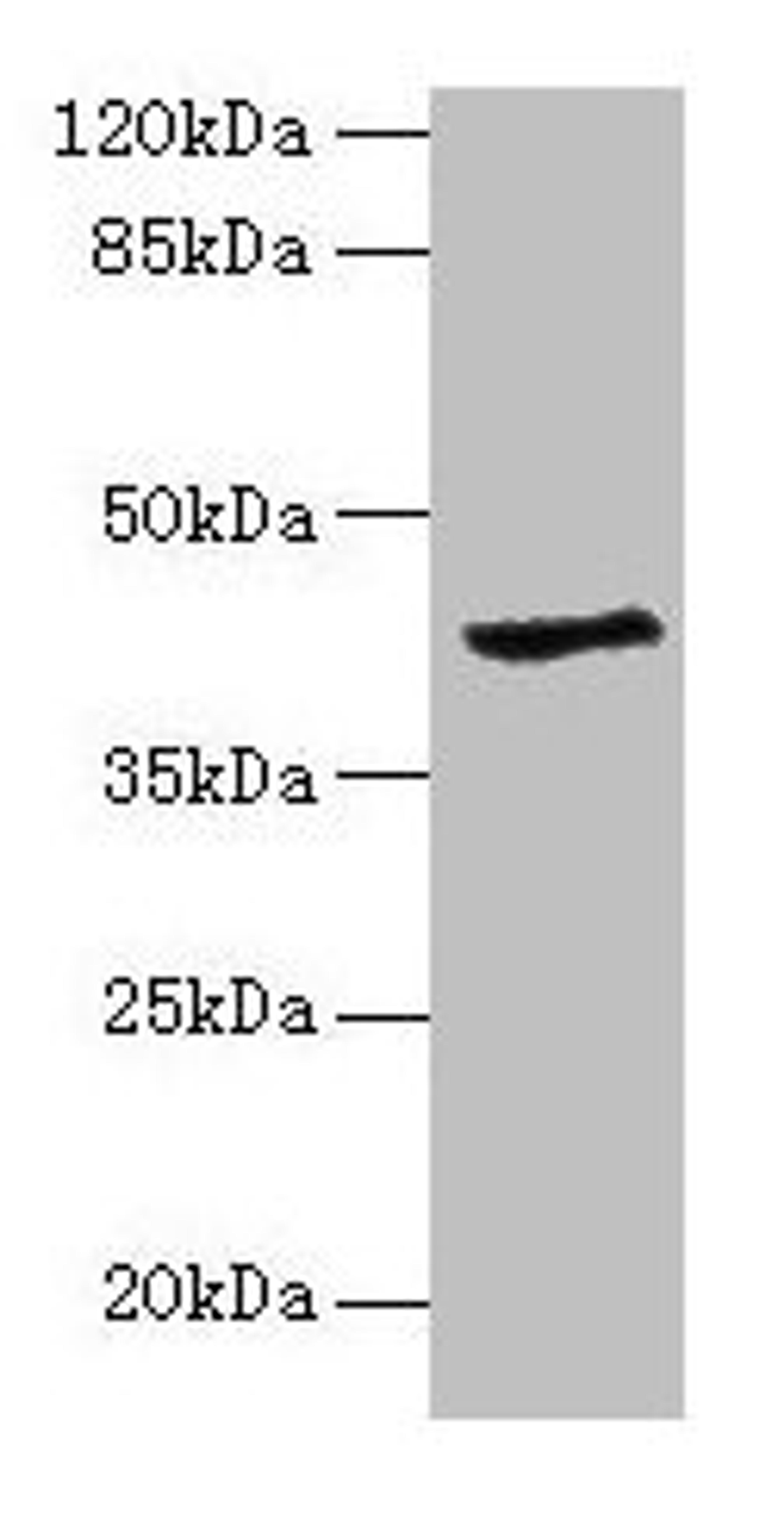 Western blot. All lanes: GDAP1L1 antibody at 8µg/ml + Hela whole cell lysate. Secondary. Goat polyclonal to rabbit IgG at 1/10000 dilution. Predicted band size: 42, 17, 44 kDa. Observed band size: 42 kDa