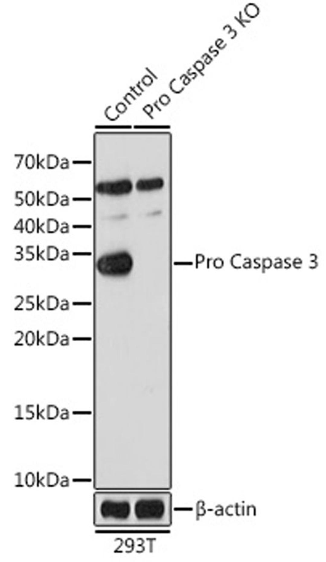 Western blot - active + pro Caspase-3 antibody (A19654)