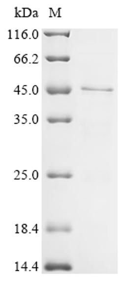 (Tris-Glycine gel) Discontinuous SDS-PAGE (reduced) with 5% enrichment gel and 15% separation gel.