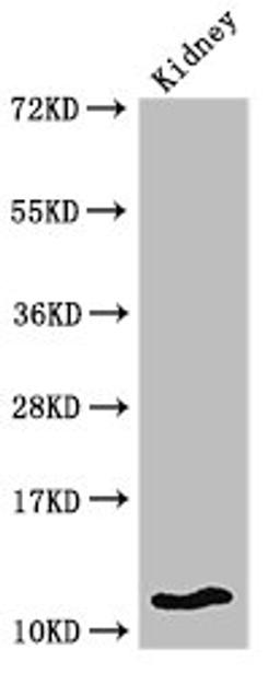 Western Blot. Positive WB detected in: Mouse kidney tissue. All lanes: HIST1H4A antibody at 2µg/ml. Secondary. Goat polyclonal to rabbit IgG at 1/50000 dilution. Predicted band size: 12 kDa. Observed band size: 12 kDa