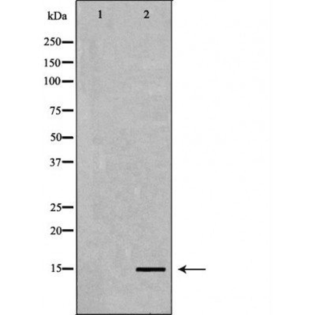 Western blot analysis of HeLa cell line and H3 protein expressed in E.coli using Histone H3K4me3 antibody