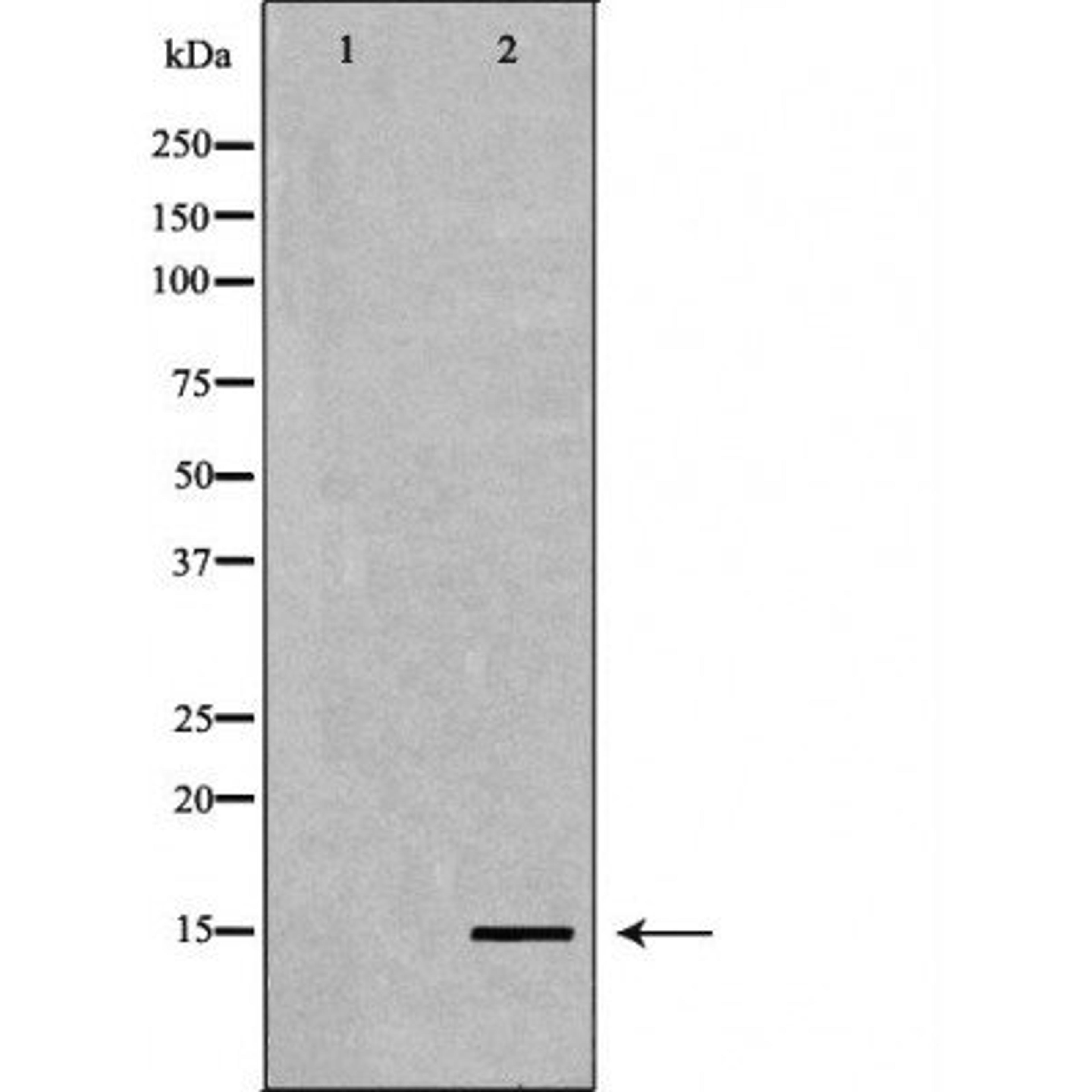 Western blot analysis of HeLa cell line and H3 protein expressed in E.coli using Histone H3K4me3 antibody