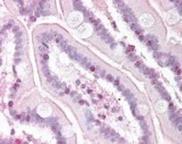 Immunohistochemistry staining of RTEL1 in small intestine tissue using RTEL1 Antibody.