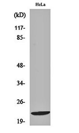 Western blot analysis of Hela cell lysates using Di-Ras1 antibody