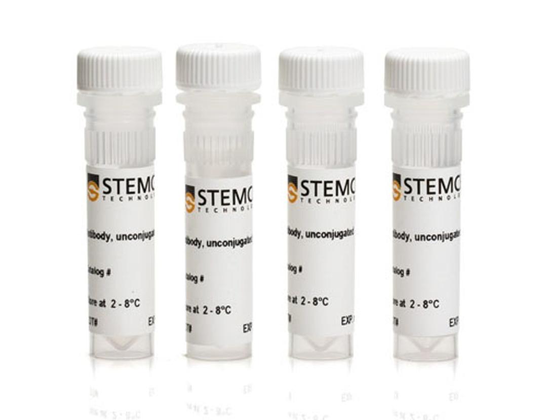 STEMdiff™ Human Neural Progenitor Antibody Panel