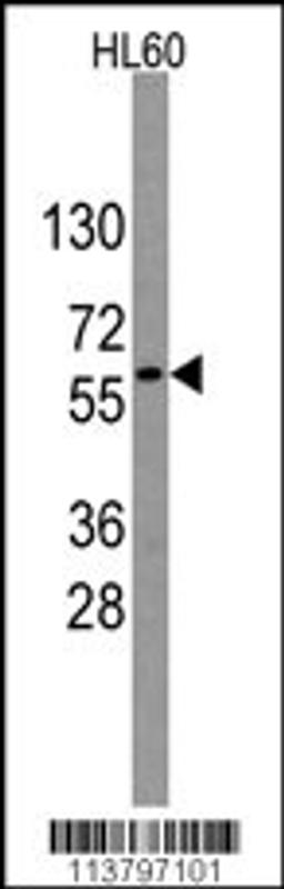 Western blot analysis of anti-GNL3 Antibody in HL60 cell line lysates (35ug/lane)