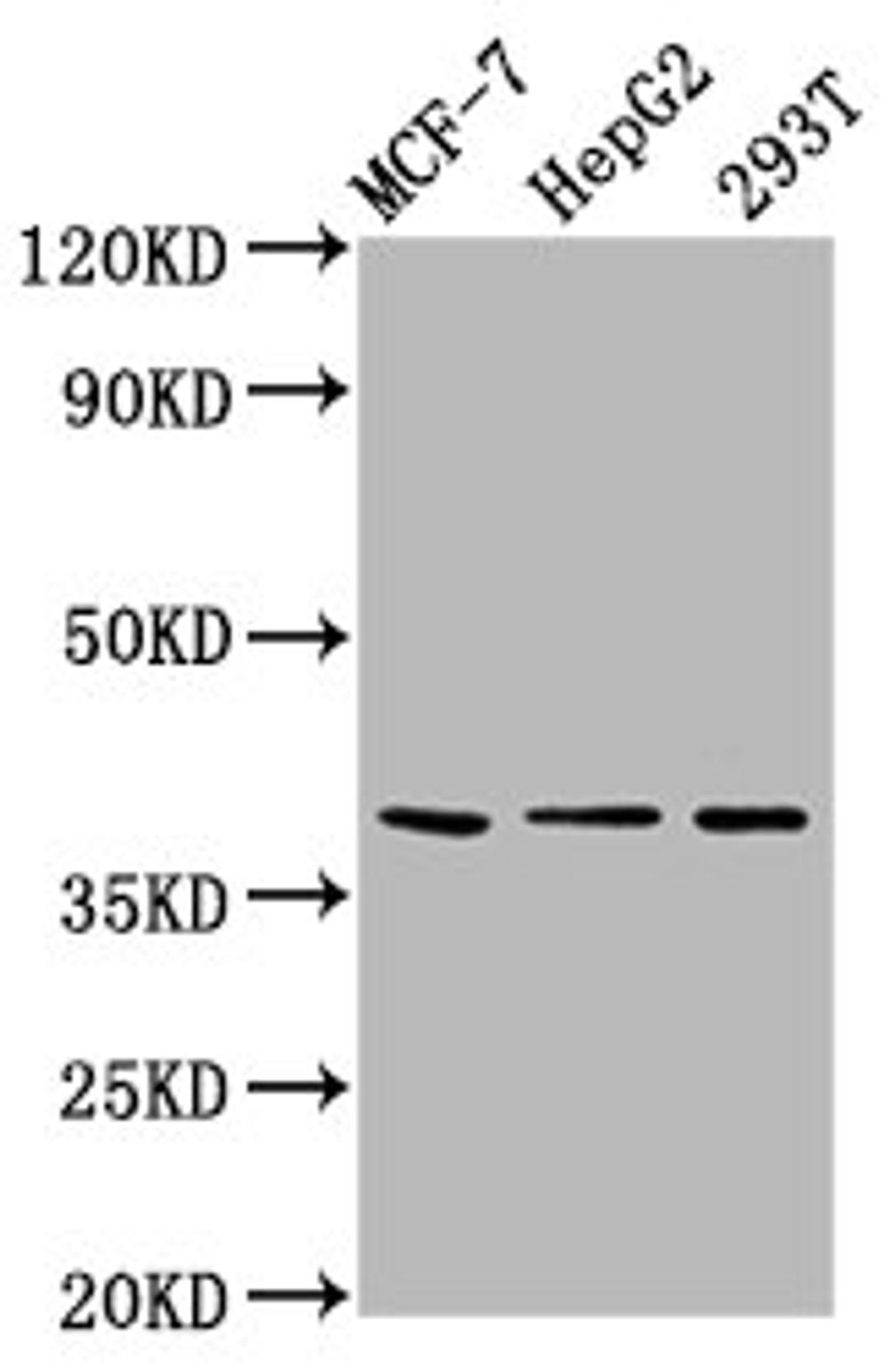 Western Blot. Positive WB detected in: MCF-7 whole cell lysate, HepG2 whole cell lysate, 293T whole cell lysate. All lanes: POU5F1B antibody at 6.5µg/ml. Secondary. Goat polyclonal to rabbit IgG at 1/50000 dilution. Predicted band size: 39 kDa. Observed band size: 39 kDa