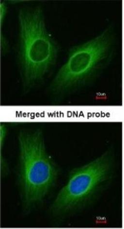 Immunocytochemistry/Immunofluorescence: Aldo-keto Reductase 1C3/AKR1C3 Antibody [NBP1-31378] - Paraformaldehyde-fixed HeLa, using antibody at 1:200 dilution.