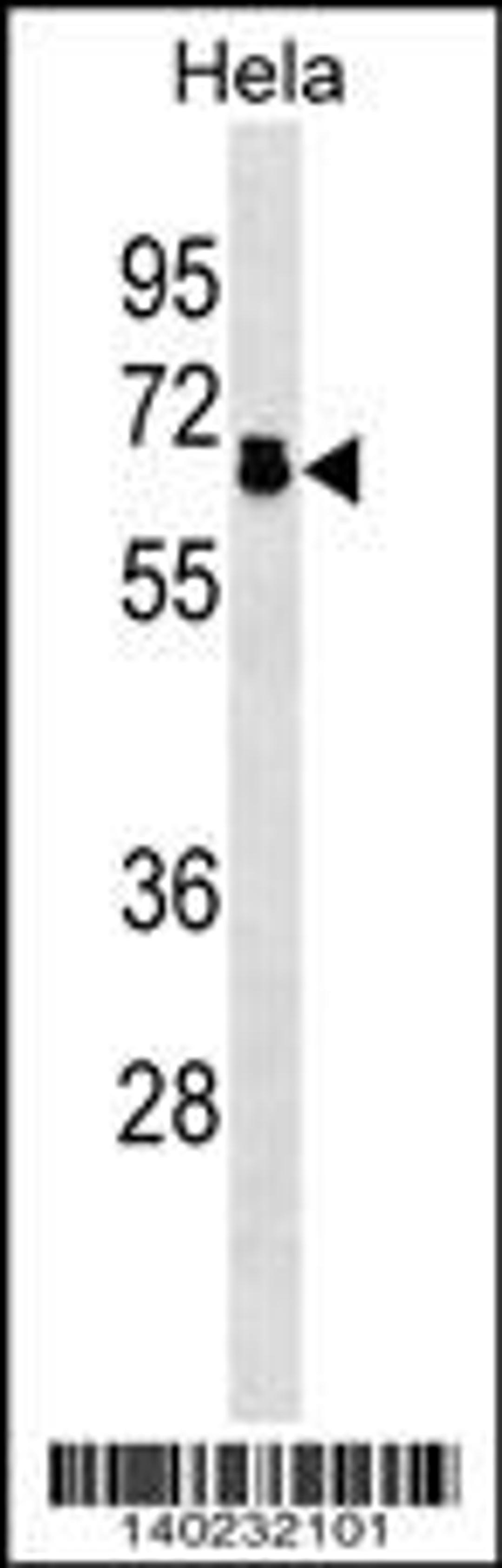 Western blot analysis in Hela cell line lysates (35ug/lane).