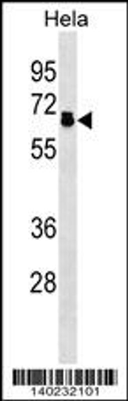 Western blot analysis in Hela cell line lysates (35ug/lane).