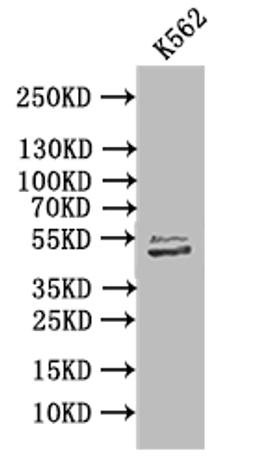 Western Blot. Positive WB detected in: K562 whole cell lysate. All lanes: TUBB1 antibody at 1:1000. Secondary. Goat polyclonal to mouse IgG at 1/50000 dilution. Predicted band size: 50 kDa. Observed band size: 50 kDa. 