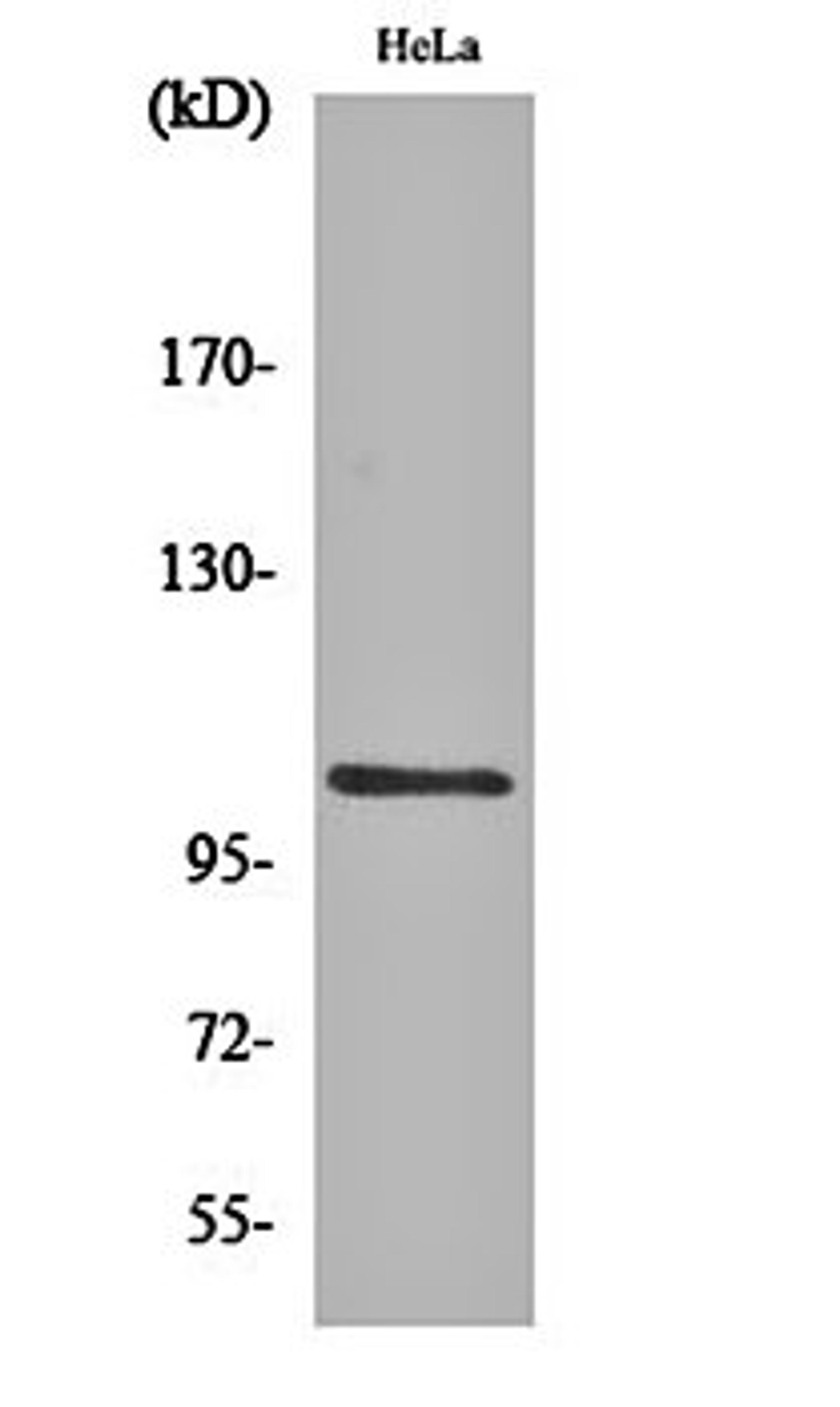 Western blot analysis of Hela cell lysates using NF kappa B-p105 (phospho-S927) antibody