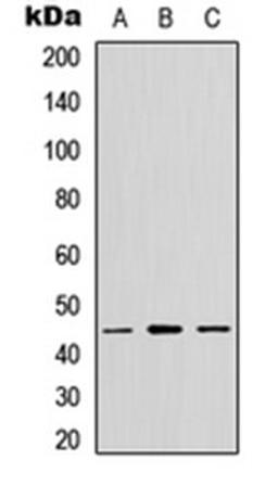 Western blot analysis of MCF7 (Lane 1), NS-1 (Lane 2), PC12 (Lane 3) whole cell lysates using GPR13 antibody