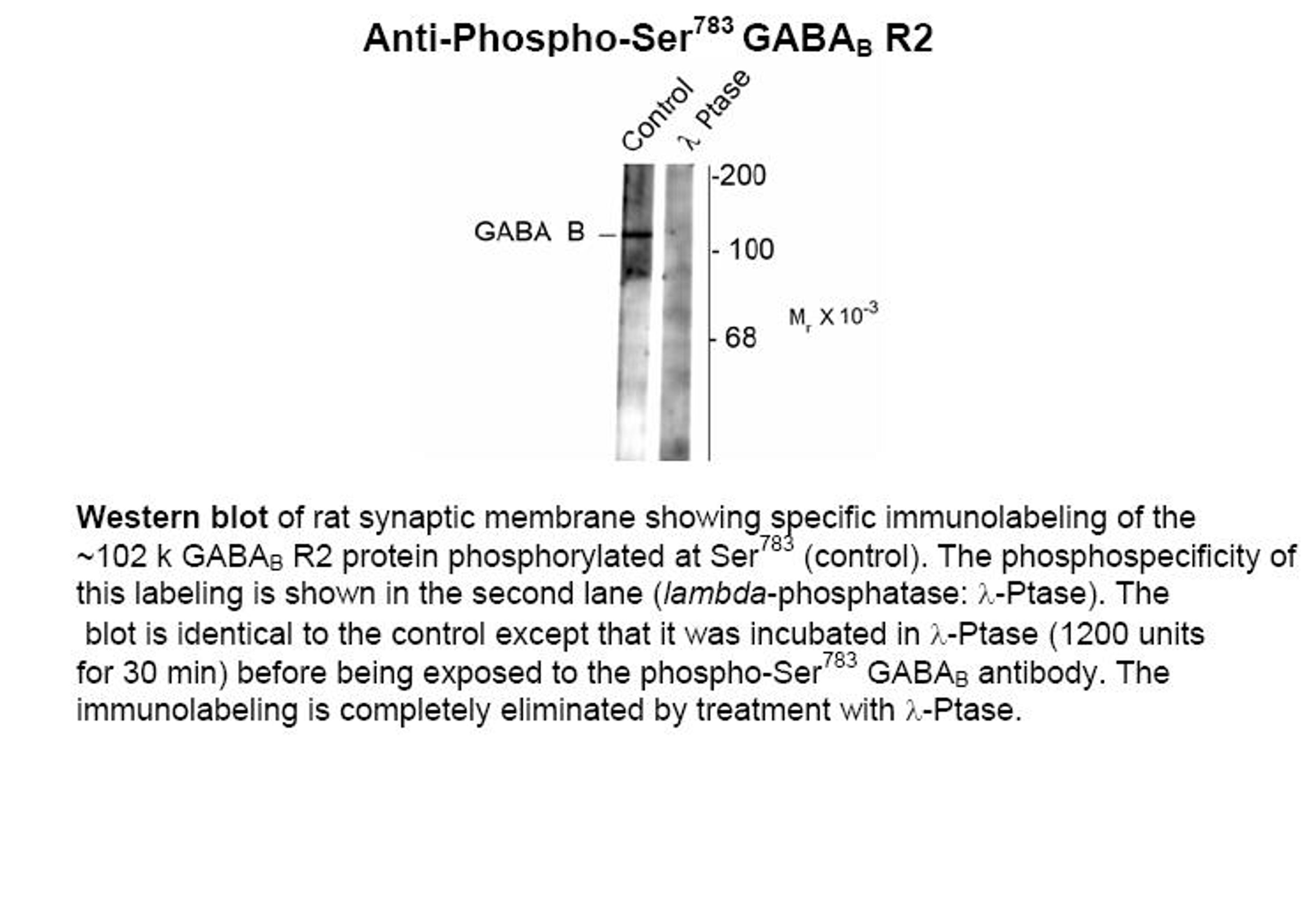 Western blot of rat synaptic membrane showing specific immunolabeling of the ~102 k GABAB R2 protein phosphorylated at Ser783 (control). The phosphospecificity of this labeling is shown in the second lane (lambda-phosphatase: lamda-Ptase). The blot is ide