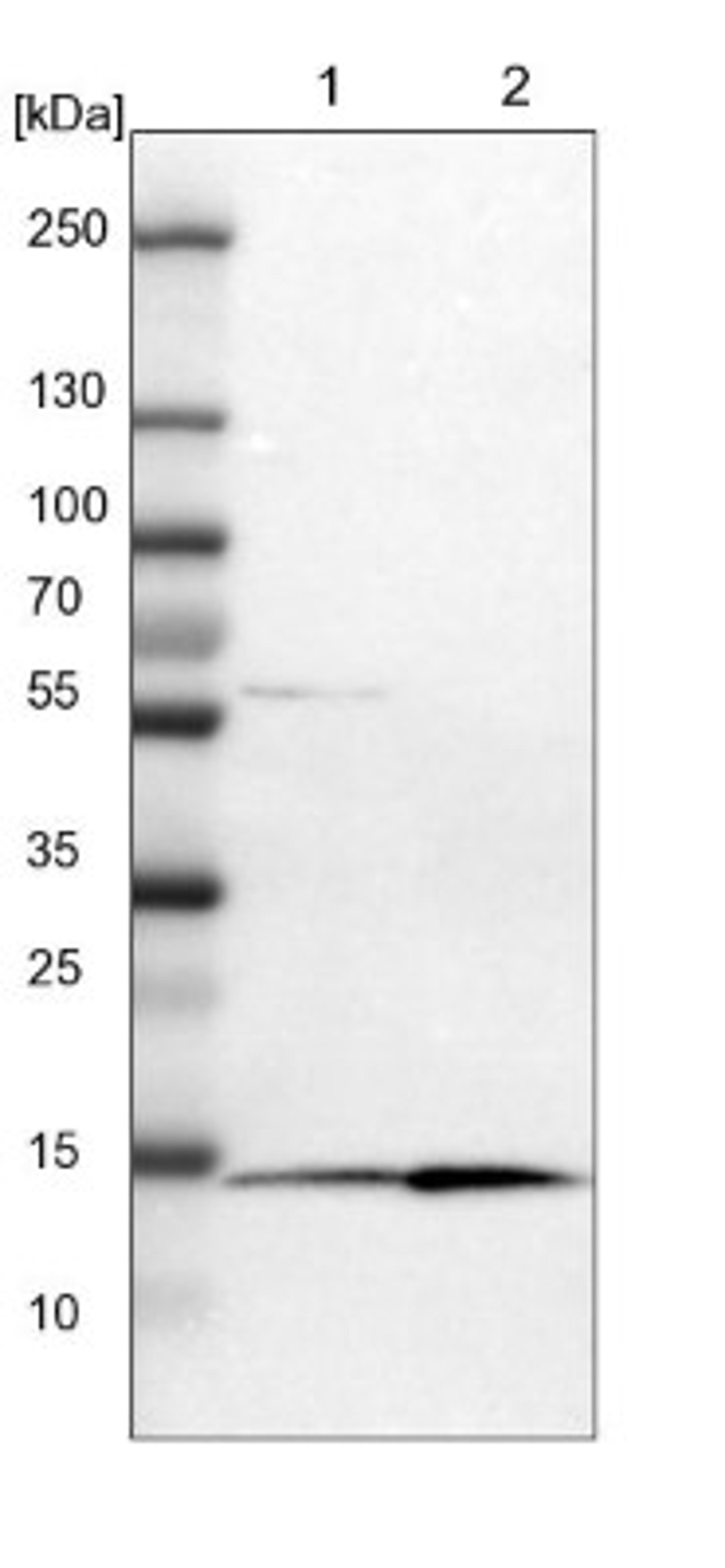 Western Blot: PDCD5 Antibody [NBP1-82656] - Lane 1: NIH-3T3 cell lysate (Mouse embryonic fibroblast cells)<br/>Lane 2: NBT-II cell lysate (Rat Wistar bladder tumour cells)