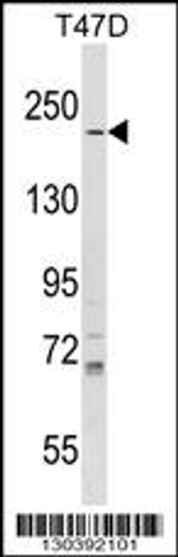 Western blot analysis in T47D cell line lysates (35ug/lane).