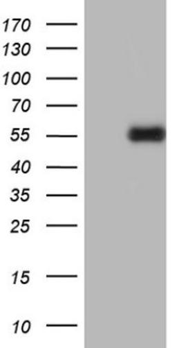 Western Blot: u-Plasminogen Activator/Urokinase Antibody (5H4) [NBP2-46436] - Analysis of HEK293T cells were transfected with the pCMV6-ENTRY control (Left lane) or pCMV6-ENTRY u-Plasminogen Activator.